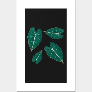 Monstera Leaf Alocasia Illustration Posters and Art